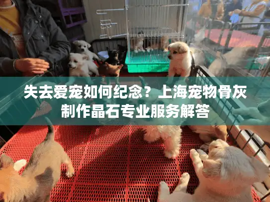 失去爱宠如何纪念？上海宠物骨灰制作晶石专业服务解答