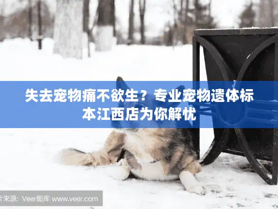 失去宠物痛不欲生？专业宠物遗体标本江西店为你解忧