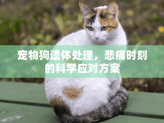 宠物狗遗体处理，悲痛时刻的科学应对方案