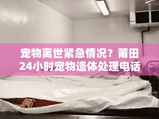 宠物离世紧急情况？莆田24小时宠物遗体处理电话助您行动
