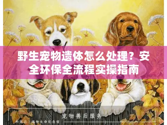 野生宠物遗体怎么处理？安全环保全流程实操指南