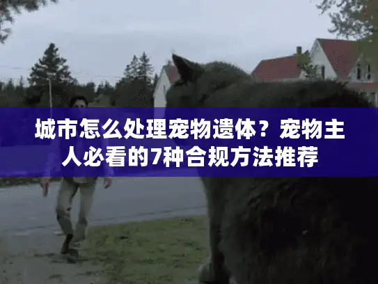 城市怎么处理宠物遗体？宠物主人必看的7种合规方法推荐