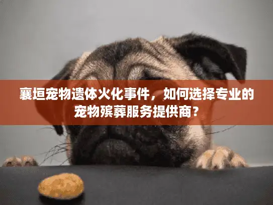 襄垣宠物遗体火化事件，如何选择专业的宠物殡葬服务提供商？