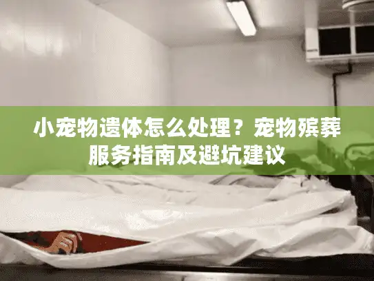 小宠物遗体怎么处理？宠物殡葬服务指南及避坑建议