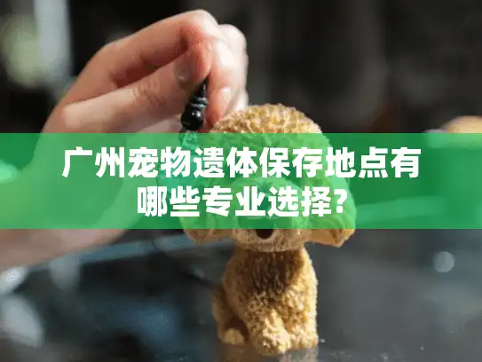 广州宠物遗体保存地点有哪些专业选择?