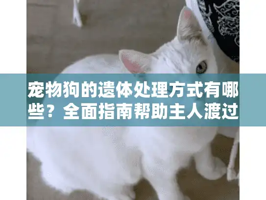 宠物狗的遗体处理方式有哪些？全面指南帮助主人渡过难关