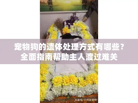 宠物狗的遗体处理方式有哪些？全面指南帮助主人渡过难关