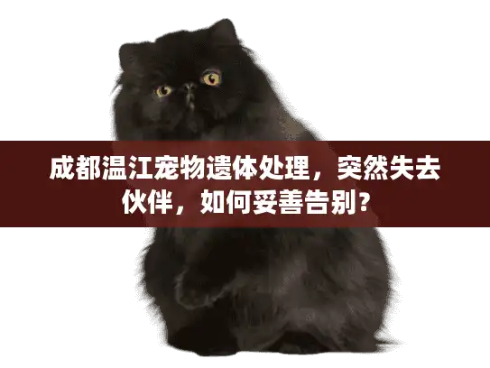 成都温江宠物遗体处理，突然失去伙伴，如何妥善告别？