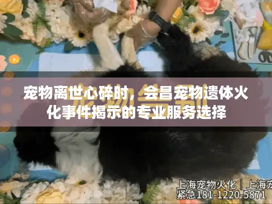 宠物离世心碎时，会昌宠物遗体火化事件揭示的专业服务选择