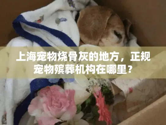 上海宠物烧骨灰的地方，正规宠物殡葬机构在哪里？