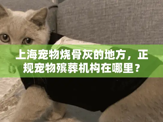 上海宠物烧骨灰的地方，正规宠物殡葬机构在哪里？