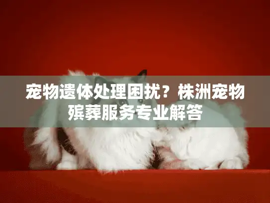 宠物遗体处理困扰？株洲宠物殡葬服务专业解答