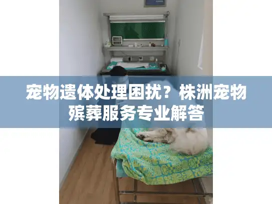 宠物遗体处理困扰？株洲宠物殡葬服务专业解答
