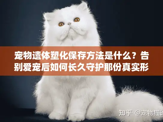 宠物遗体塑化保存方法是什么？告别爱宠后如何长久守护那份真实形态？