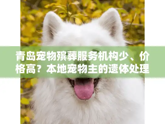 青岛宠物殡葬服务机构少、价格高？本地宠物主的遗体处理指南