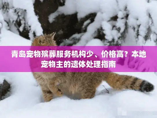 青岛宠物殡葬服务机构少、价格高？本地宠物主的遗体处理指南
