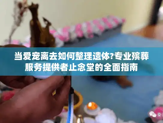 当爱宠离去如何整理遗体?专业殡葬服务提供者止念堂的全面指南