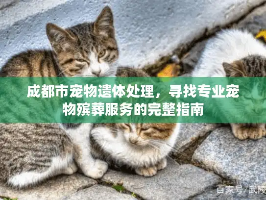 成都市宠物遗体处理，寻找专业宠物殡葬服务的完整指南
