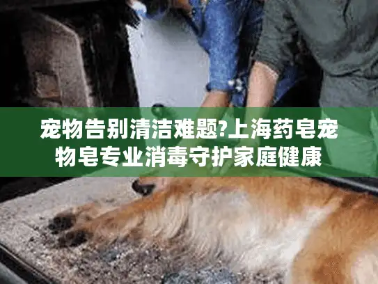 宠物告别清洁难题?上海药皂宠物皂专业消毒守护家庭健康