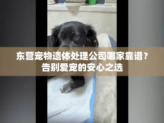 东营宠物遗体处理公司哪家靠谱？告别爱宠的安心之选