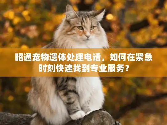 昭通宠物遗体处理电话，如何在紧急时刻快速找到专业服务？