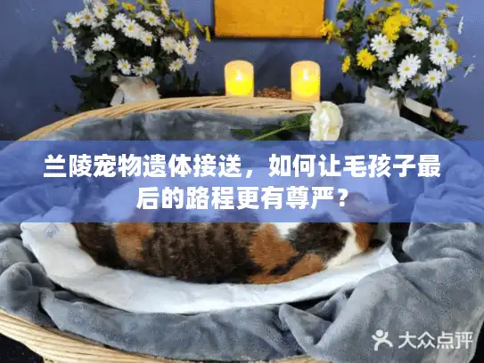 兰陵宠物遗体接送，如何让毛孩子最后的路程更有尊严？