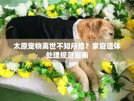 太原宠物离世不知所措？家庭遗体处理规范指南