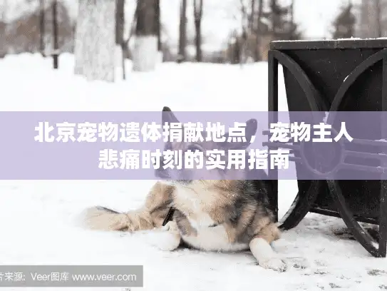 北京宠物遗体捐献地点，宠物主人悲痛时刻的实用指南