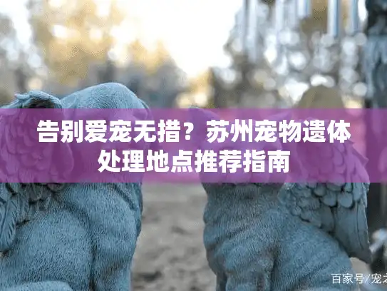 告别爱宠无措？苏州宠物遗体处理地点推荐指南