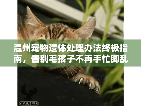 温州宠物遗体处理办法终极指南，告别毛孩子不再手忙脚乱