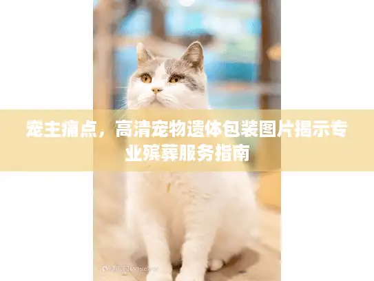 宠主痛点，高清宠物遗体包装图片揭示专业殡葬服务指南