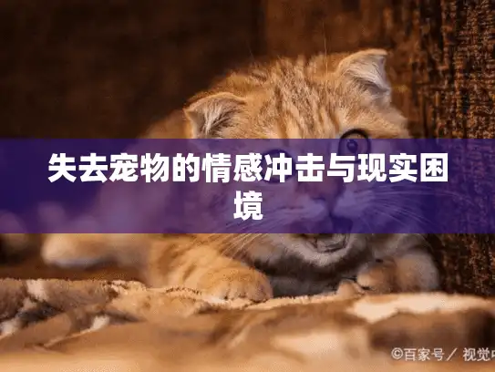 失去宠物的情感冲击与现实困境