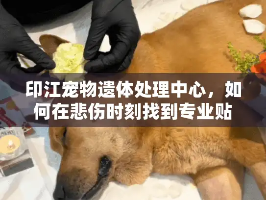 印江宠物遗体处理中心，如何在悲伤时刻找到专业贴心的宠物殡葬服务？