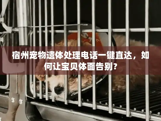宿州宠物遗体处理电话一键直达，如何让宝贝体面告别？