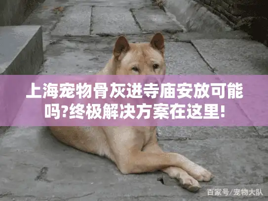 上海宠物骨灰进寺庙安放可能吗?终极解决方案在这里!