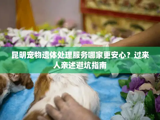 昆明宠物遗体处理服务哪家更安心？过来人亲述避坑指南