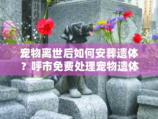 宠物离世后如何安葬遗体？呼市免费处理宠物遗体服务实用指南