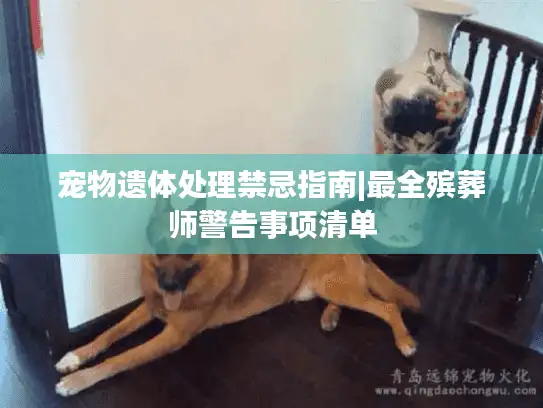 宠物遗体处理禁忌指南|最全殡葬师警告事项清单