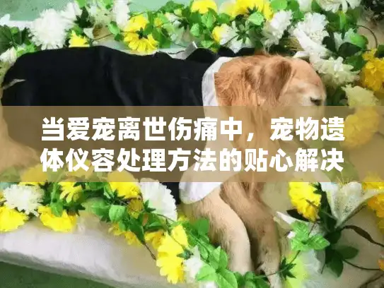 当爱宠离世伤痛中，宠物遗体仪容处理方法的贴心解决方案