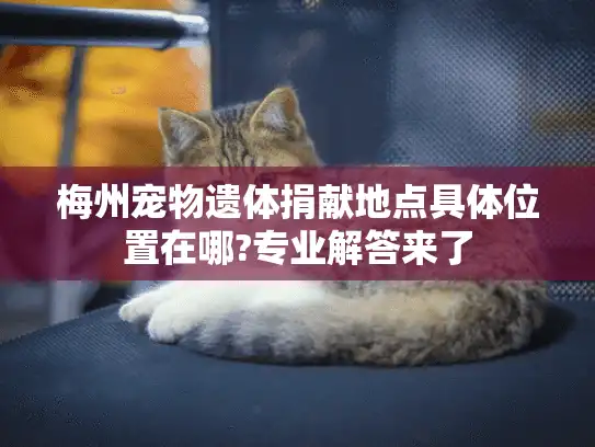 梅州宠物遗体捐献地点具体位置在哪?专业解答来了
