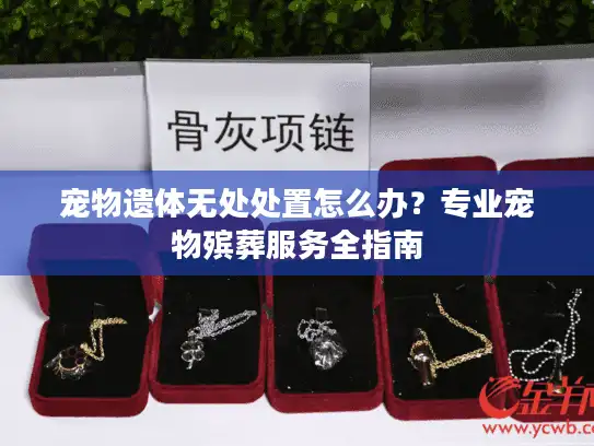 宠物遗体无处处置怎么办？专业宠物殡葬服务全指南