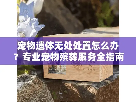 宠物遗体无处处置怎么办？专业宠物殡葬服务全指南
