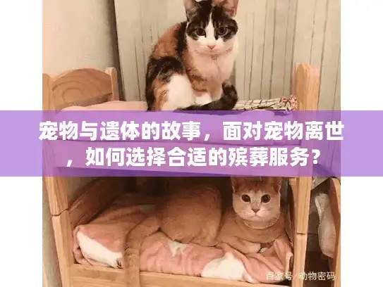 宠物与遗体的故事，面对宠物离世，如何选择合适的殡葬服务？