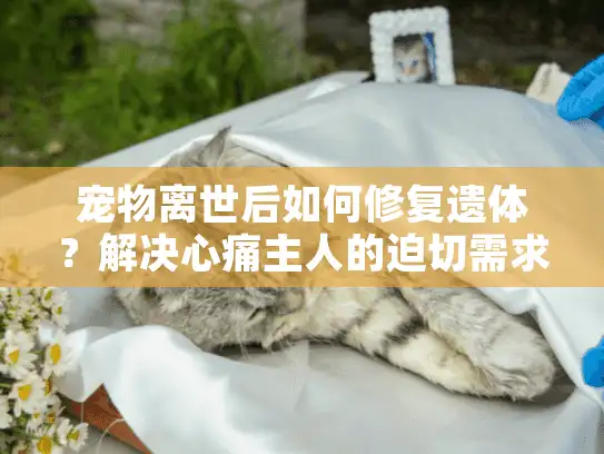 宠物离世后如何修复遗体？解决心痛主人的迫切需求