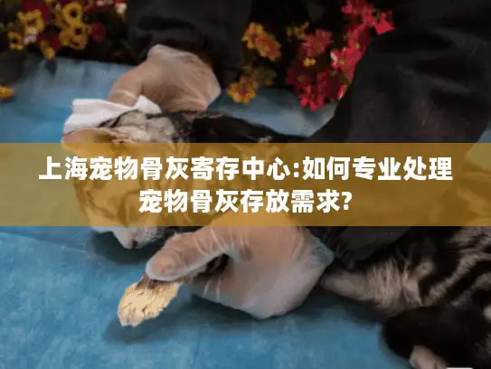 上海宠物骨灰寄存中心:如何专业处理宠物骨灰存放需求?