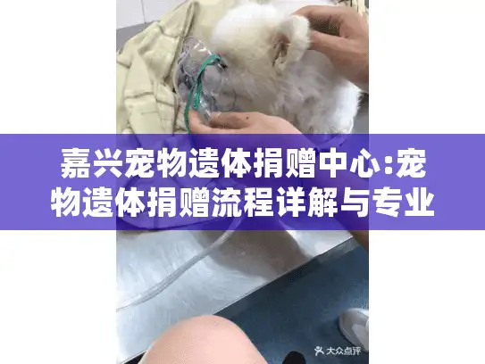 嘉兴宠物遗体捐赠中心:宠物遗体捐赠流程详解与专业服务推荐