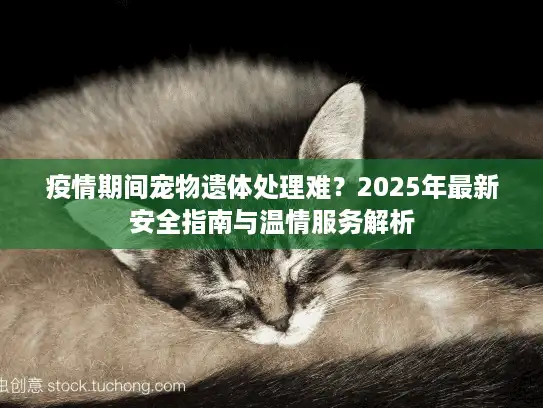 疫情期间宠物遗体处理难？2025年最新安全指南与温情服务解析