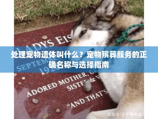 处理宠物遗体叫什么？宠物殡葬服务的正确名称与选择指南
