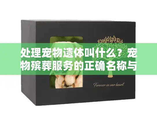 处理宠物遗体叫什么？宠物殡葬服务的正确名称与选择指南