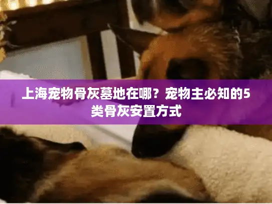 上海宠物骨灰墓地在哪？宠物主必知的5类骨灰安置方式